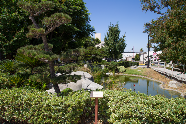 Koi pond